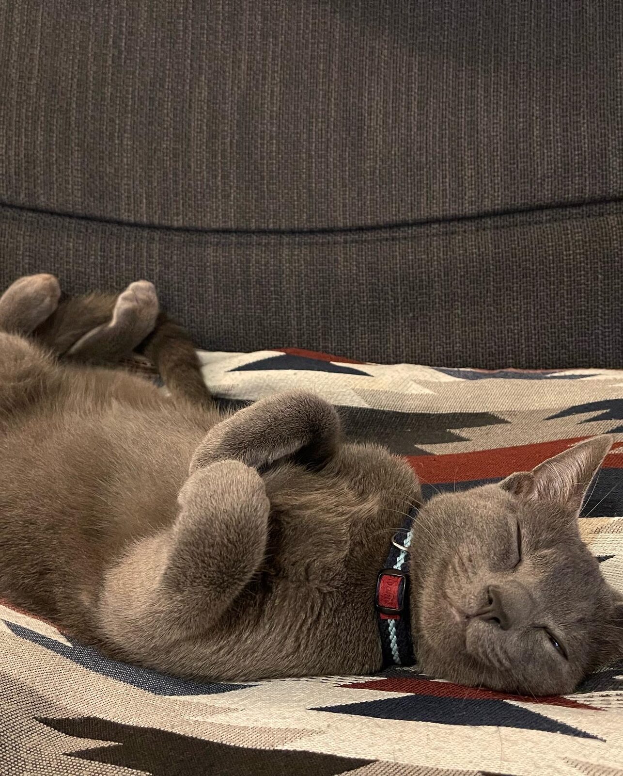 ソファで眠る深澤にゃん